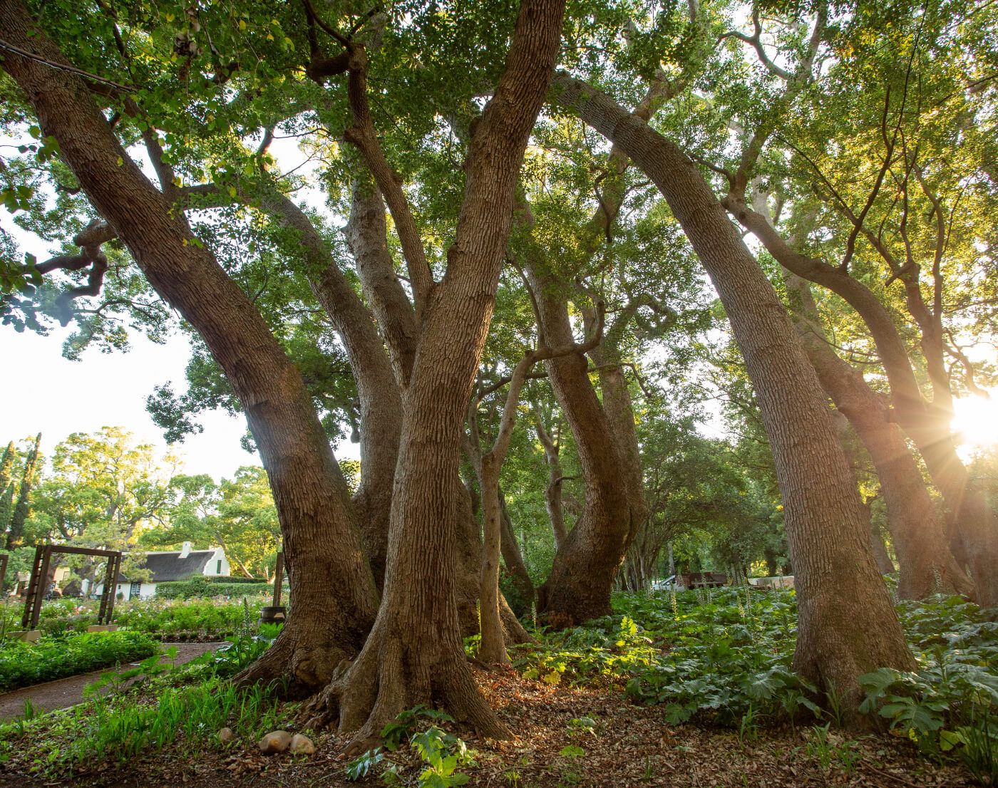 Ancient Trees at Vergelegen