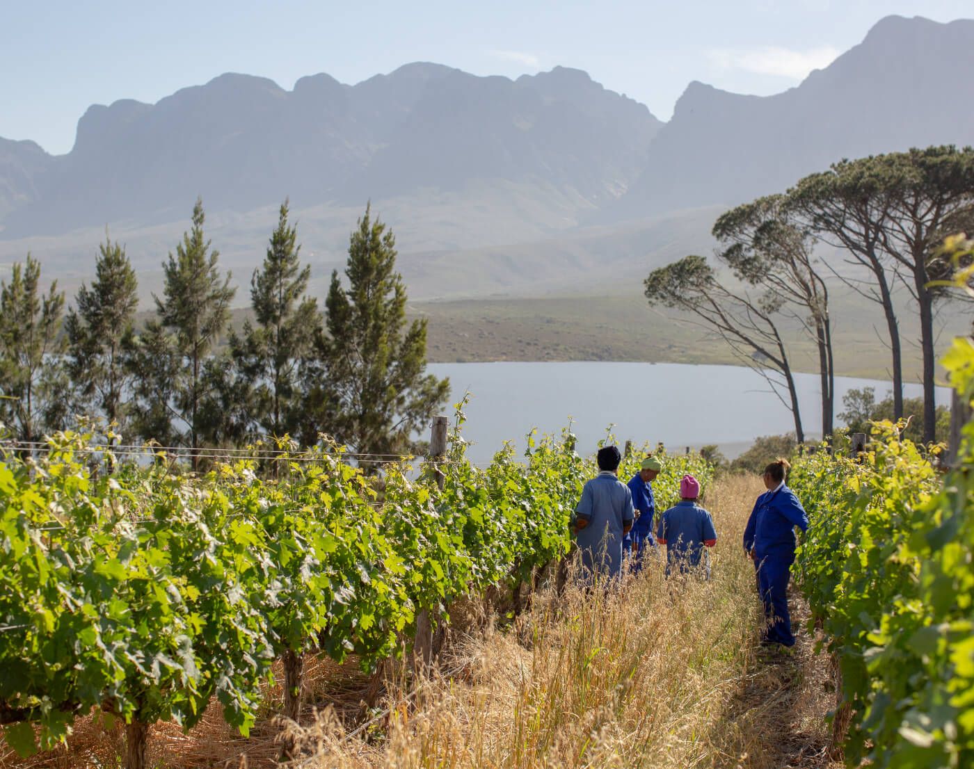 Working in the Vineyard
