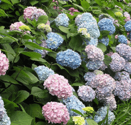 Vergelegen Hydrangea Garden