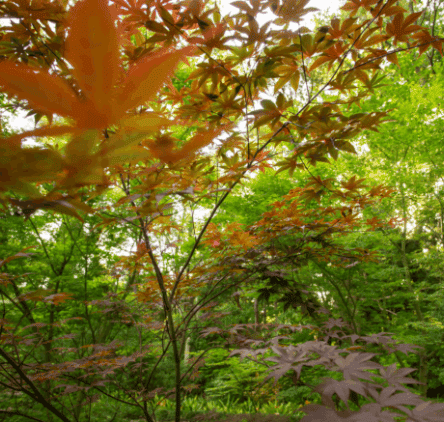 Vergelegen Maple Garden
