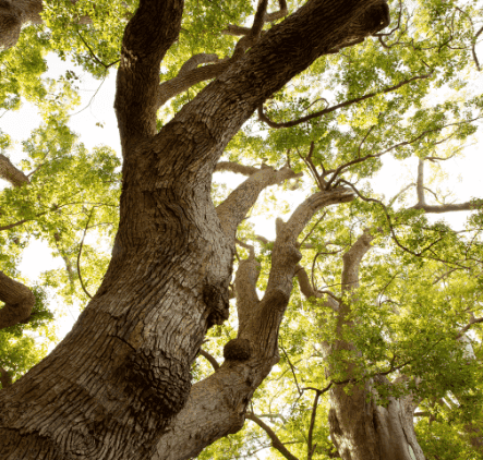 Vergelegen Oak Arboretum
